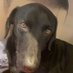 Aiden Sinclair (@adogsinc) Twitter profile photo Aiden Sinclair (@adogsinc) Twitter profile photo