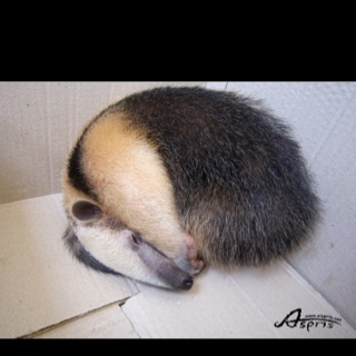 imsky77's profile picture. Su Young Min
20 / 92.9.24
최근 트윗을 잘못하게됬네요ㅠ
미대생

게임/팝송/그림/봇과놀기/투기장/전장/디자인/쿠키/바리스타/인테리어/작품/소설/요리사랑/와인/베이스기타

WOW
렉사르 얼라 성기사 보/신
                    성기사 징