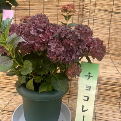 ろにさんのプロフィール画像