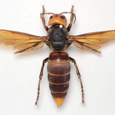 Chinese 🇨🇳 Hornet and other social wasps(taxonomy & Ecology of Vespinae) enthusiast Rock music fan Study in UCL