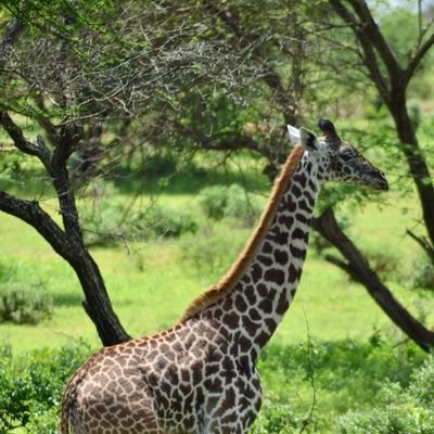 BillyMakhety's profile picture. Man United | Web Development | Data Science | Handball