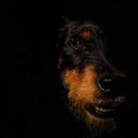 thebooster (@forextb) 's Twitter Profile