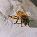 Apis Mellifera (@dronesaboutbees) Twitter profile photo Apis Mellifera (@dronesaboutbees) Twitter profile photo