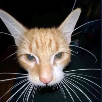 Caat_Loverrrr's profile picture. Page dedicated to my love of cats 🤍