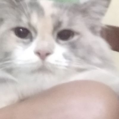 awlziey's profile picture. 🍉🇵🇸
the only extrovert life area (i'm just trying so hard to be the same irl)