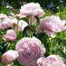 Fleurs D’amour (@amourfleurs8) Twitter profile photo Fleurs D’amour (@amourfleurs8) Twitter profile photo