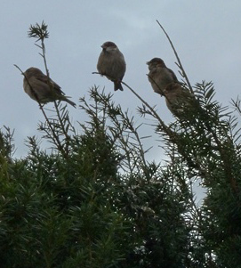 Tungjengar's profile picture. 