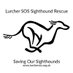 Lurcher SOS 🐾🐾 (@lurchersos) Twitter profile photo Lurcher SOS 🐾🐾 (@lurchersos) Twitter profile photo