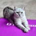 Dax Cat #ambassacat (@dax_cat) Twitter profile photo Dax Cat #ambassacat (@dax_cat) Twitter profile photo