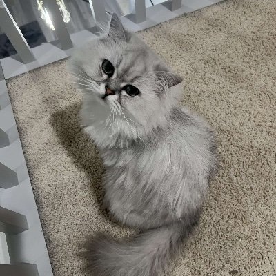 home_kaylee's profile picture. 🌚🌚.