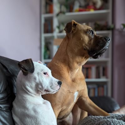 Mostly dogs it seems...
#endbsl #endbsluk #endbreeddiscrimation #dontbanmelicenceme