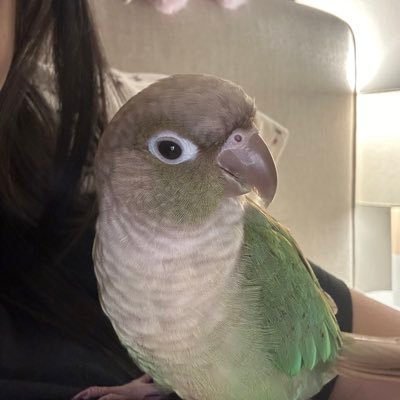 huang_jully's profile picture. just a gorl with a birb