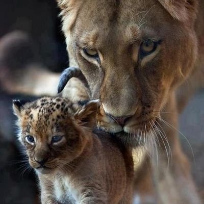 #tzvip💙#jeru non rompete🤣#oriele 🖤💞💛
Spingi forte, spingi forte Salta fuori da quel buio Crescerai aprendo porte Tutti i giorni, stare pronti! 🐝
