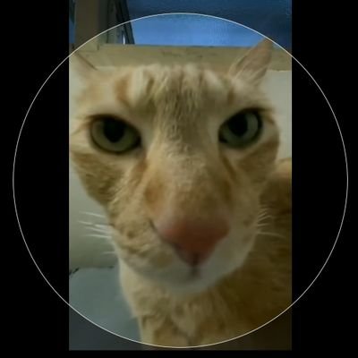 mrzenginbey's profile picture. 怖れるべきは死ではない。真に生きていないことをこそ怖れよ。