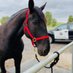 Calgary Police Service - Mounted Unit (@cpsmountedunit) Twitter profile photo Calgary Police Service - Mounted Unit (@cpsmountedunit) Twitter profile photo
