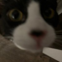 crumb ⭑.ᐟ (@drrkstrdr) 's Twitter Profile