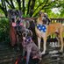 Dane Shenanigans - Great Danes (@fergusgreatdane) Twitter profile photo Dane Shenanigans - Great Danes (@fergusgreatdane) Twitter profile photo
