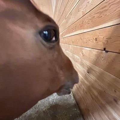 Sonja.U.Sさんのプロフィール画像