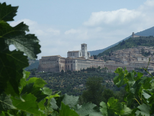 SAIOAssisiWines's profile picture. Family farm just 800 m from the basilica of Saint Francis in Assisi. Wines and extravergine olive oil. Courses, pic nic, trekking in the vineyards, wine tasting