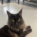 peter lin - @petelin0612 - Twitter