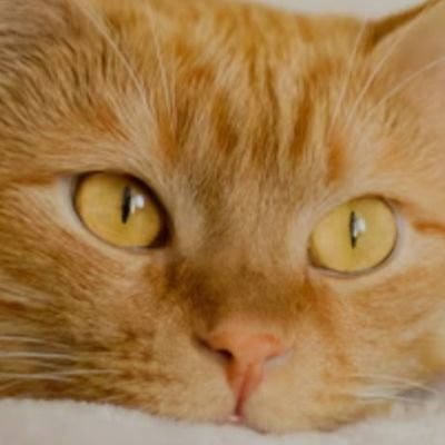 X初心者です、失礼があったらごめんなさい。♥️美味しいものを食べて元気になりたいです。海鮮とうどんが好きです。💥特に猫が大好きです。😾今後ともよろしくお願いいたします。🔥