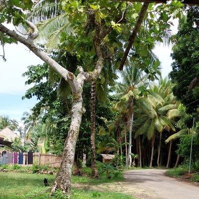 LandaAt84582's profile picture. 