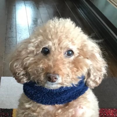 mash5992's profile picture. 12年間乗ってきたフリードに別れを告げて中古だけど新たに我が家の一台に仲間入りしたヴェゼルをどう自分好みにしていこうかと楽しんでいる中老オヤジです。