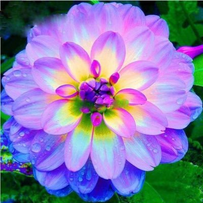 isabelladagher's profile picture. Blessed are those who have not seen and yet have believed. - John 20:28 🇮🇹🇨🇦 *Views are my own*