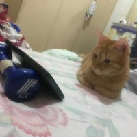 Golden The King (@goldenm4m) 's Twitter Profile