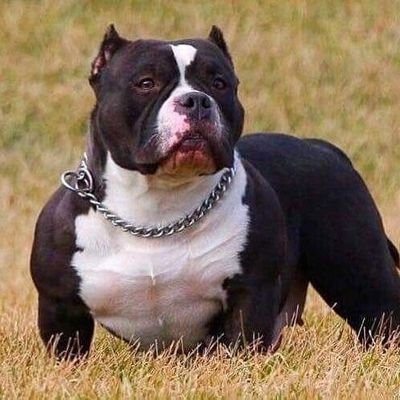 DLK_LeachTaska's profile picture. Founder/Owner/Manager of Diamond L Kennels Pocket & Standard American Bullies, Chiweenies, & German Shepherds!