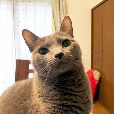 toukotarot1's profile picture. 相棒のロシ(ロシアンブルーの女の子)をお空へ見送りペットロスに。それをきっかけに魂をリーディングする技術を学び、今では人のご相談の他にペットに関するご相談も受けています。セッションメニューは⤵️