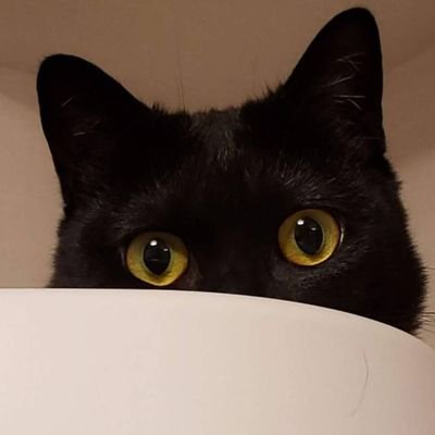 NatalelloScott's profile picture. 
