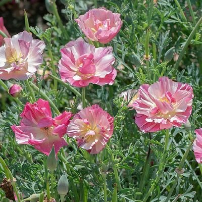 「誰かが花を持ってきてくれるのを待ってはいけません。自分の庭を植えて、自分の魂を飾りましょう。」
「花は言葉を使って世界にその到来を告げるのではなく、ただ咲くのです。」–