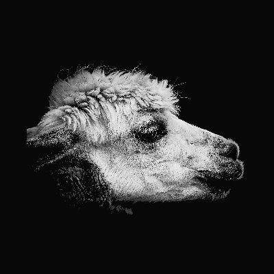 salvatoreamoo's profile picture. 