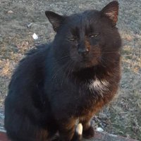 Larry Jamison (@laborercat) 's Twitter Profile