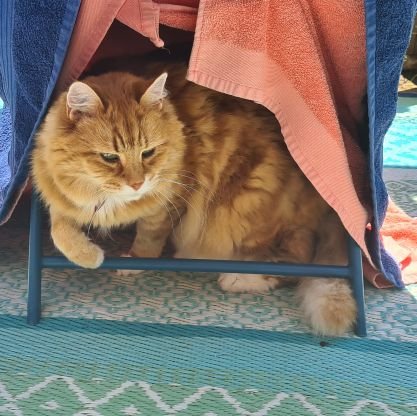 Mostly replying/retweeting, occasionally make posts.
Likes lots of things (too many to mention here).
Pictured is Samson.