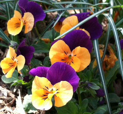 bbshort241's profile picture. Wife, Mother, Nanna, and a novice investor/trader with an enthusiasm to learn more everyday.