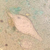 HUGS (@hugs_lstm) 's Twitter Profile