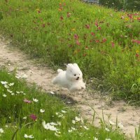 ᘳ´• ᴥ •`ᘰ (Jel)🤍 (@taetaeahh) 's Twitter Profile