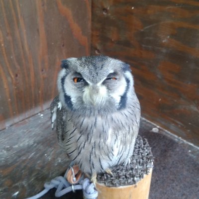 にわとりさんのプロフィール画像