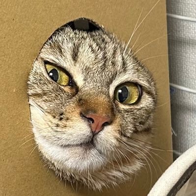 虎雀さんのプロフィール画像