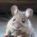 TrailerMouse (@trailermouse) Twitter profile photo