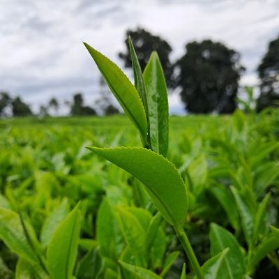 25Stard's profile picture. 