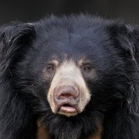 Woje (@wojebabaji) 's Twitter Profile