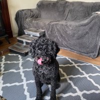 Dr Val Durow 💙🐾 🐩 (@valdurow) 's Twitter Profile