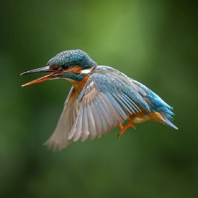 mordecaiomide's profile picture. 