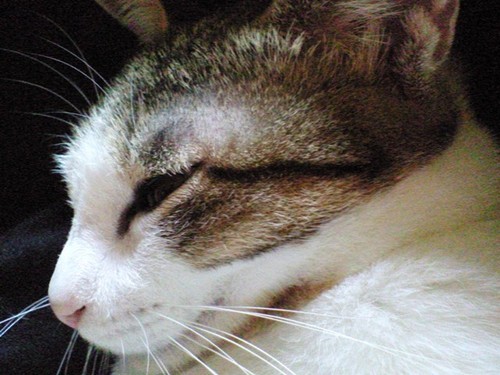 k_kazuma's profile picture. ロボットと、バイクと、自動車が大好きです。もっかの悩みは引っ越したことにより、愛車のドラッグスターを実家に置いてきてしまったこと。いつかはバイクも置けるいい家に住んでやると小さな目標ができました。