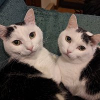 🇯🇵みゃー🟠🌸 (@myyaachan) Twitter profile photo