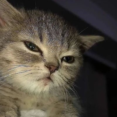 bøwo Profile