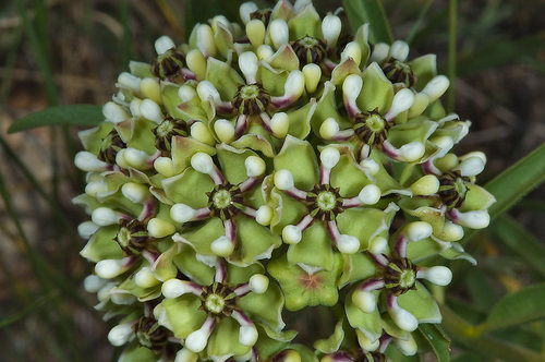 LivingMidland's profile picture. 